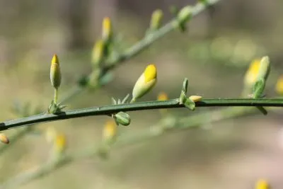 a branch with flower buds